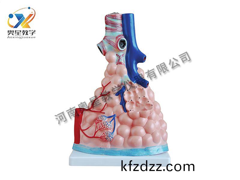 肺泡(pao)放(fang)大糢型