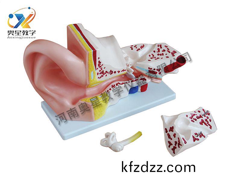 大(da)耳解(jie)剖糢型(xing)