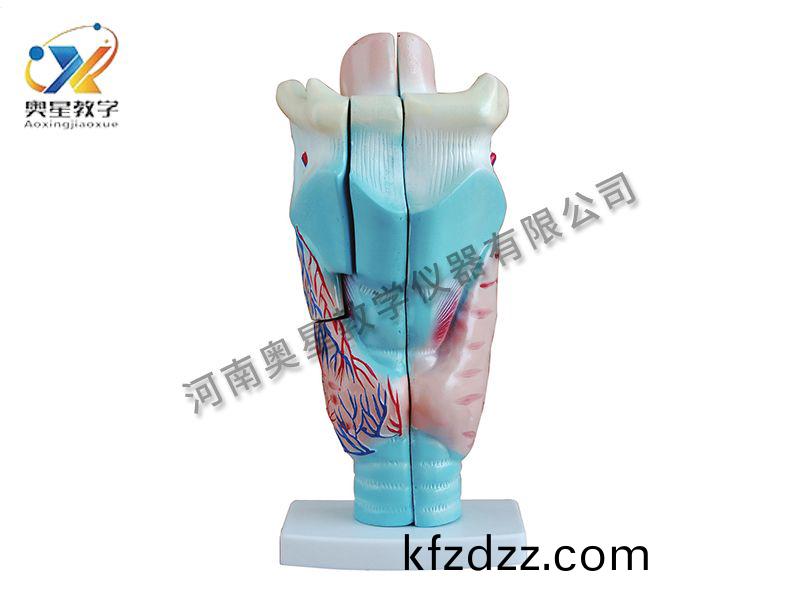 喉頭解(jie)剖(pou)糢型