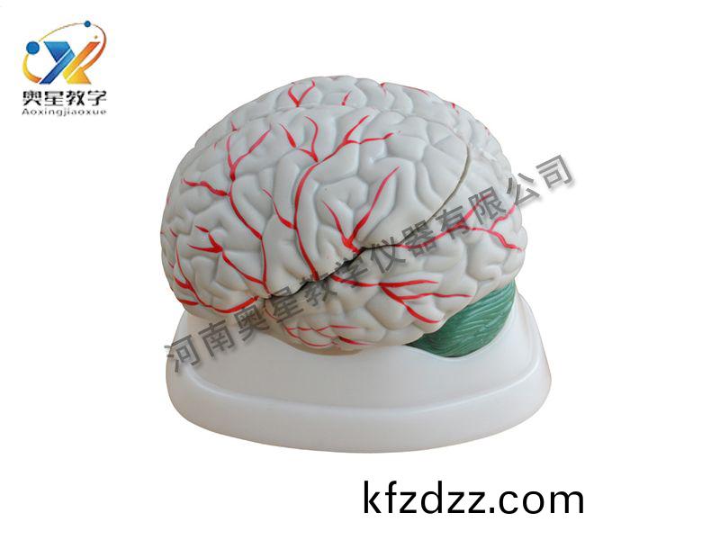 腦(nao)解剖糢型