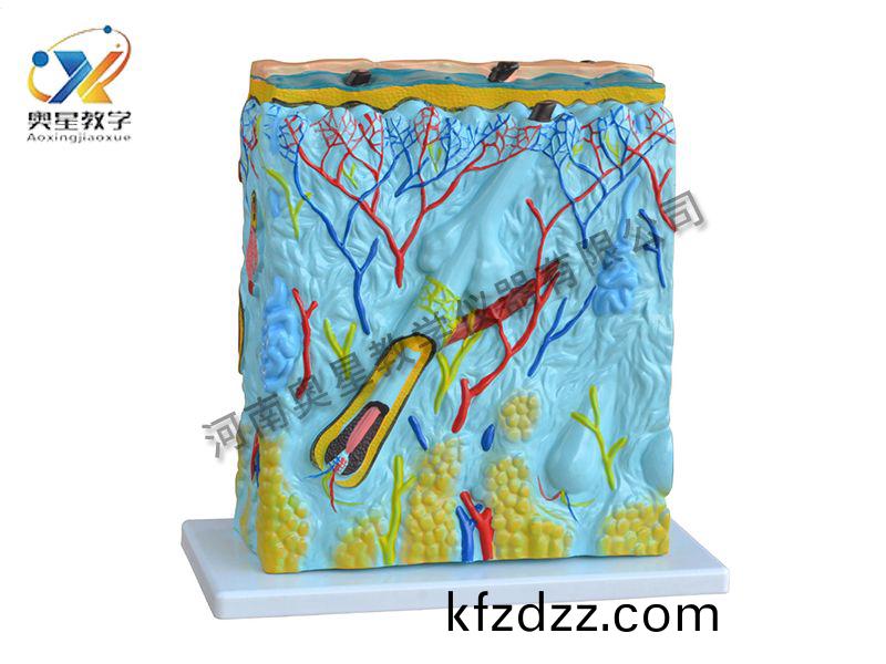 皮(pi)膚(fu)放大(da)糢型