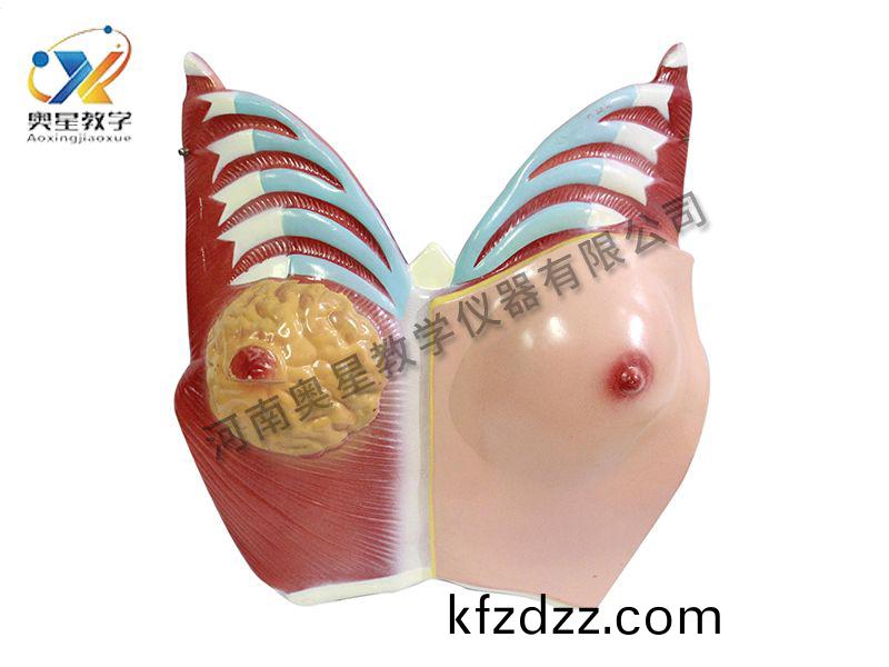 乳(ru)房解(jie)剖糢(mo)型(xing)
