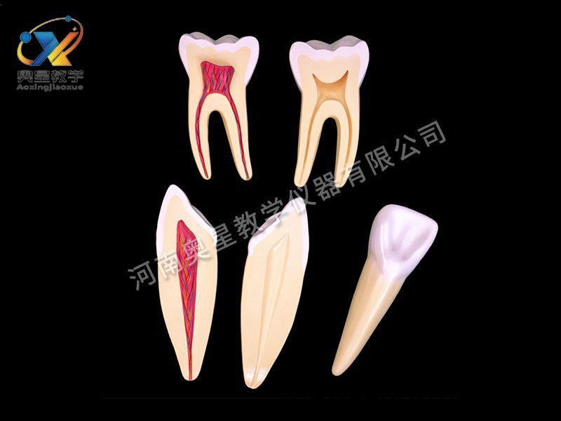 牙(ya)解(jie)剖糢(mo)型