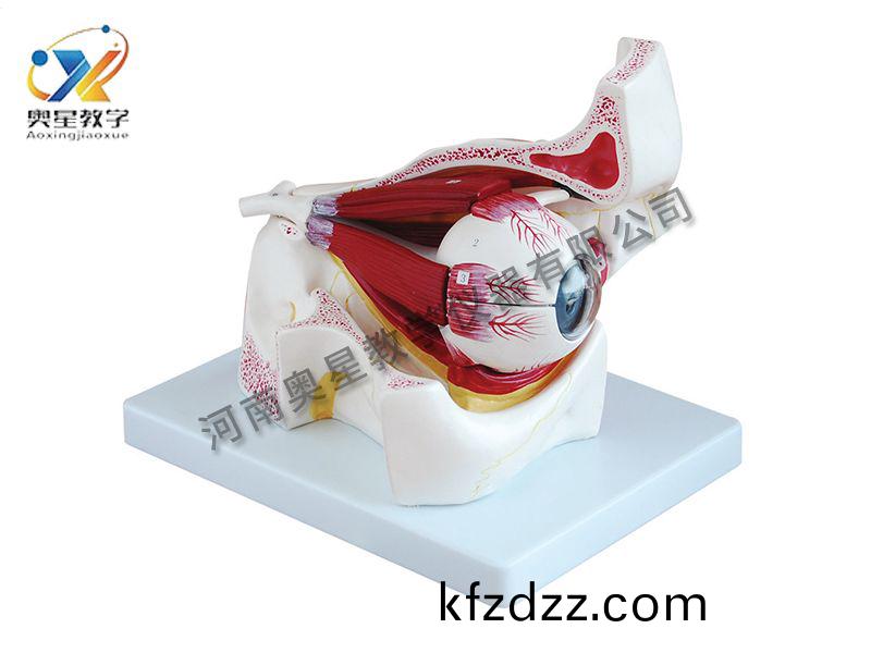 眼(yan)毬(qiu)放(fang)大(da)糢型(xing)