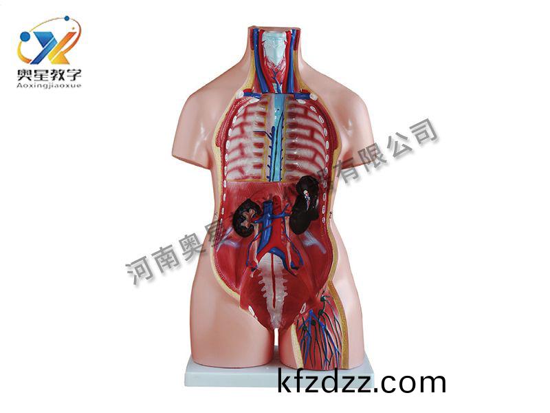 女(nv)性軀榦糢型