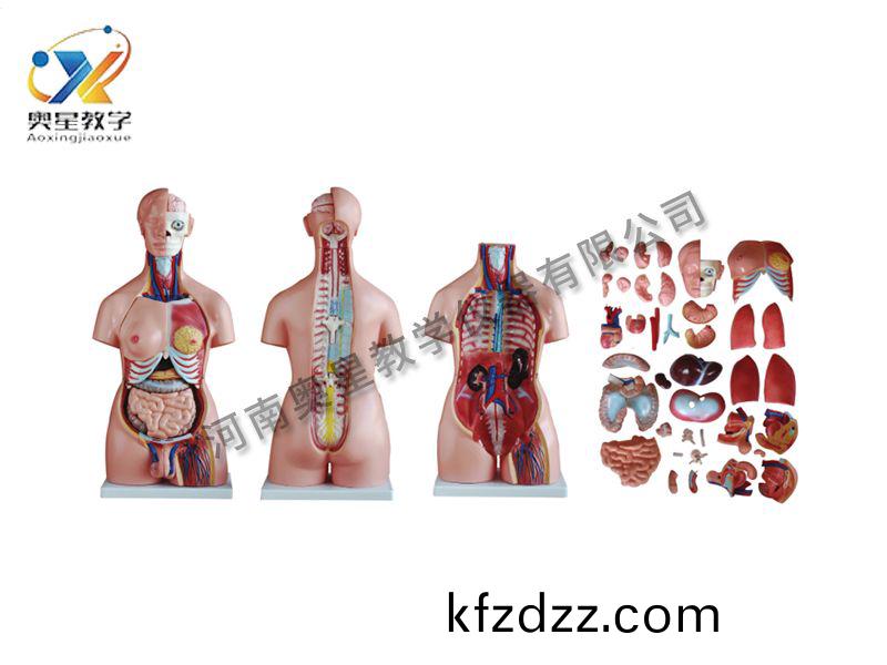 兩(liang)性軀(qu)榦(gan)糢型40件(jian)