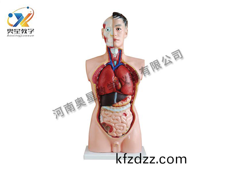 男(nan)性軀榦糢(mo)型