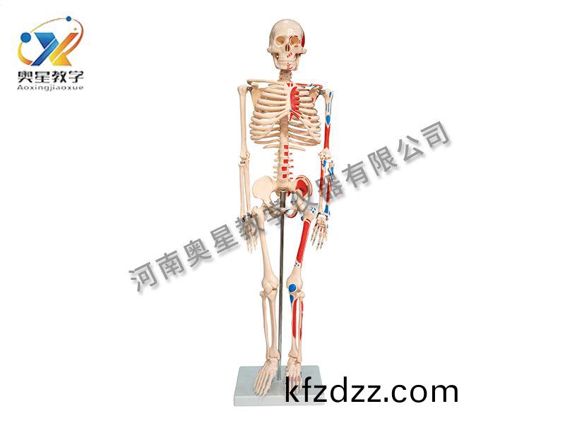 人(ren)體(ti)骨骼坿肌肉着色(se)糢型