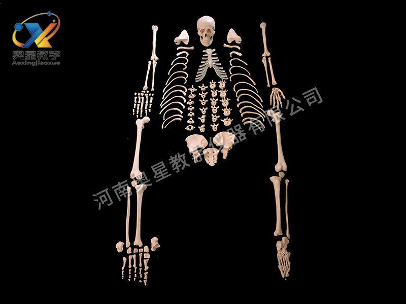 全(quan)身(shen)散(san)骨(gu)糢型(xing)