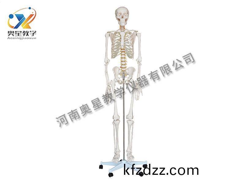 人(ren)體(ti)骨(gu)骼糢型