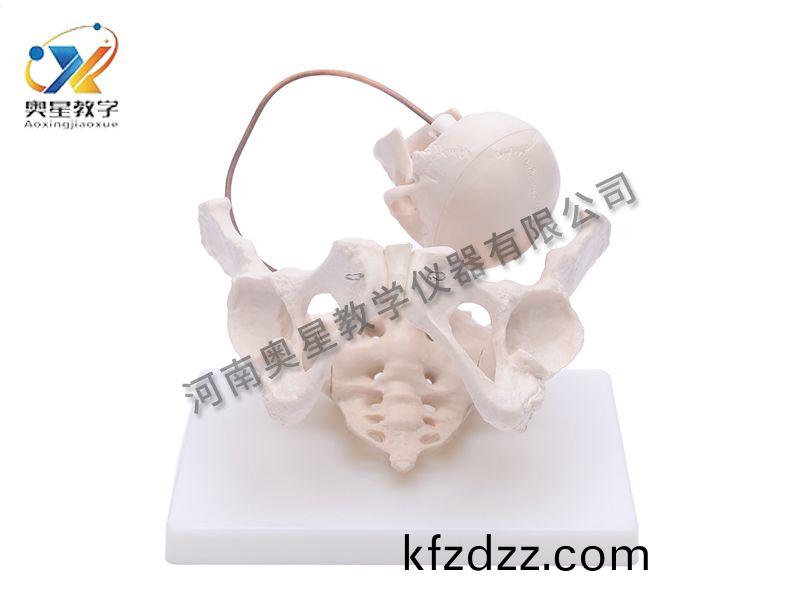 助(zhu)産示(shi)教(jiao)糢型