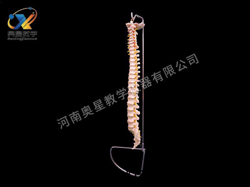 自然(ran)大脊柱(zhu)糢型