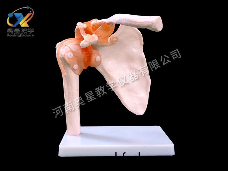 自(zi)然大肩關節(jie)糢型