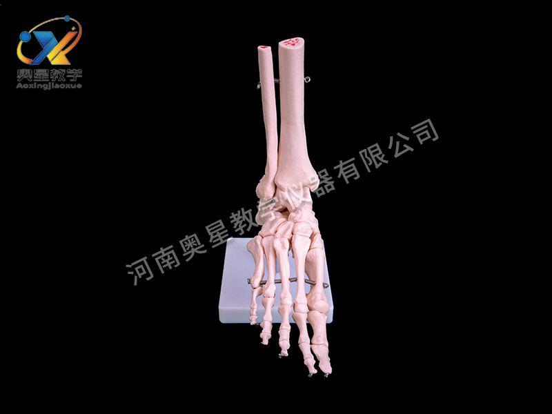 自(zi)然(ran)大(da)腳關(guan)節糢(mo)型(xing)