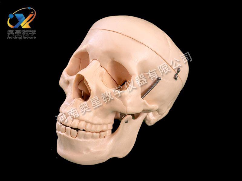 自然大(da)頭骨糢型